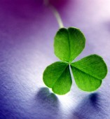 Shamrock photo from Stock.xchng http://www.sxc.hu/photo/451710. Used within permissions of licensing agreement.
